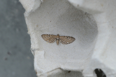 Humledvergmåler (Eupithecia assimilata)