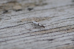 Brindled Argent (Argyresthia curvella)