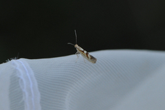 Sallow Argent (Argyresthia pygmaeella)