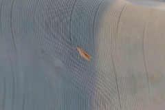 Coleophora