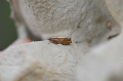 Nut Bud Moth (Epinotia tenerana)