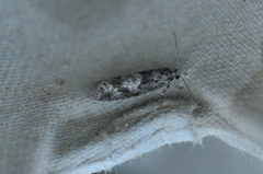 White-blotch Bell (Epinotia trigonella)