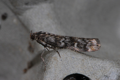 Dark Pine Knot-horn (Dioryctria abietella)