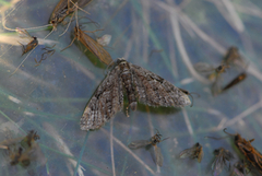 Rustdvergmåler (Eupithecia icterata)