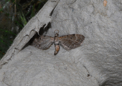 Brun dvergmåler (Eupithecia absinthiata)