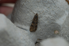 Smalengmott (Nomophila noctuella)