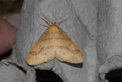 Gul frostmåler (Agriopis aurantiaria)