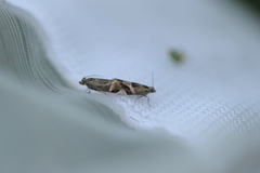 Willow Tortrix (Epinotia cruciana)