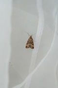 Straw-barred Pearl (Pyrausta despicata)