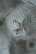 Blek kålmott (Evergestis pallidata)