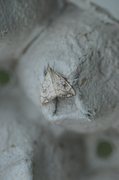 Chequered Straw (Evergestis pallidata)