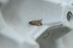 Straw-barred Pearl (Pyrausta despicata)