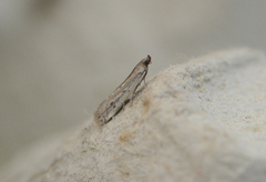 Kystsmalmott (Phycitodes saxicola)