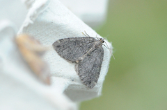 July Highflyer (Hydriomena furcata)