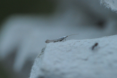 White Sallow Case-bearer (Coleophora albidella)