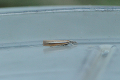 Saltgrasnebbmott (Agriphila selasella)