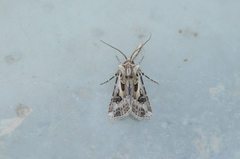 Archer's Dart (Agrotis vestigialis)