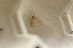 Dusky Pearl (Udea prunalis)