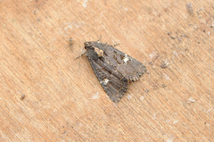 Grasengfly (Mesapamea)