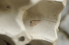 Dusky Pearl (Udea prunalis)