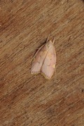Long-horned Flat-body (Carcina quercana)