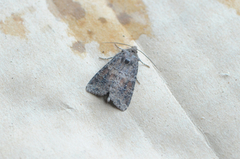 Minor Shoulder-knot (Brachylomia viminalis)