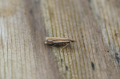 Lyngheinebbmott (Crambus ericella)