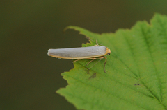 Sølvgrå lavspinner (Eilema complana)