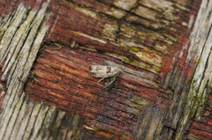 Svartflekket kveldvikler (Epinotia ramella)