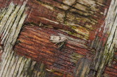 Small Birch Bell (Epinotia ramella)