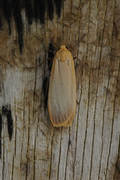 Buff Footman (Eilema depressa)