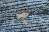 Mjødurtflatvikler (Acleris aspersana)