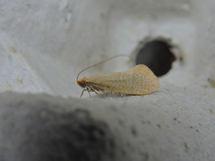Large Long-horn (Nematopogon swammerdamella)