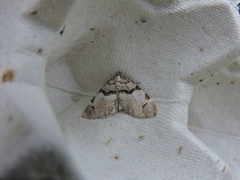 Fiolett rosemåler (Anticlea derivata)