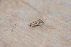 Dewick's Plusia (Macdunnoughia confusa)