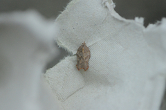 Grå-/konkavflatvikler (Acleris effractana/emargana)