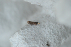 Variable Smudge (Ypsolopha ustella)