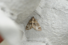 Barred Carpet (Martania taeniata)