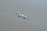 Phyllonorycter heegeriella