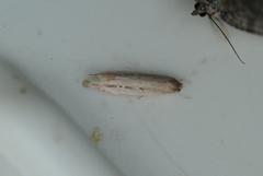 Bulrush Cosmet (Limnaecia phragmitella)