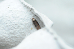 Large Purple Flat-body (Agonopterix liturosa)