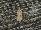 Agonopterix arenella