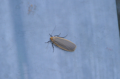 Buff Footman (Eilema depressa)