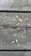 Buff Footman (Eilema depressa)