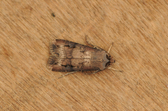Dark Sword-grass (Agrotis ipsilon)