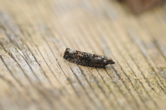 Dark Aspen Bell (Epinotia maculana)