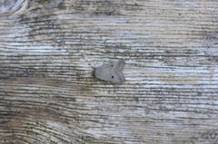 Brungrått høstfly (Agrochola lota)