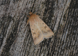 Pestfagerfly (Helicoverpa armigera)