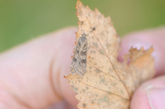 Smalengmott (Nomophila noctuella)