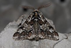 Oak Beauty (Biston strataria)